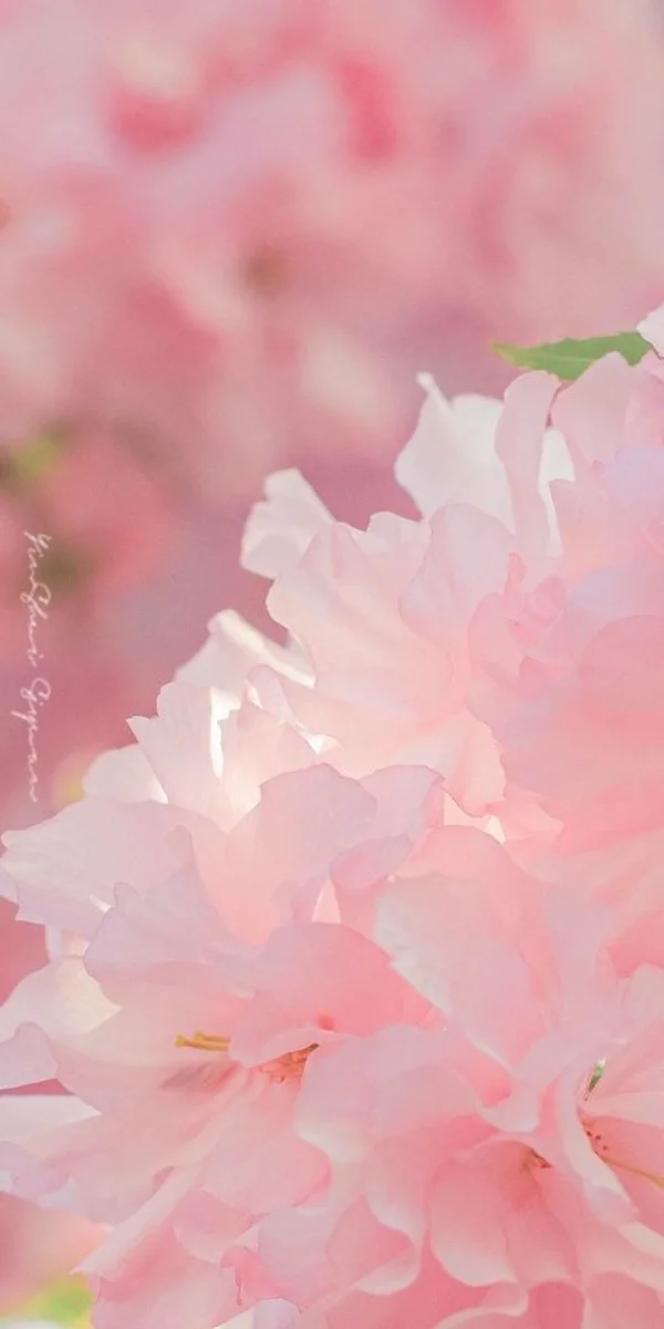 Hình nền dễ thương với những cánh hoa màu hồng pastel mềm mại