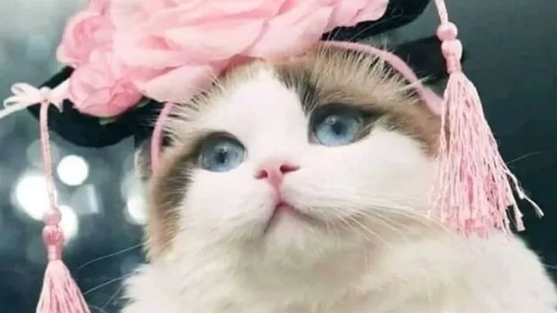 Gợi ý meme dễ thương, siêu đáng yêu (8)