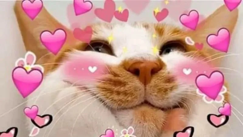 Gợi ý meme dễ thương, siêu đáng yêu (10)