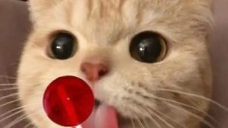 Gợi ý meme dễ thương, siêu đáng yêu (3)