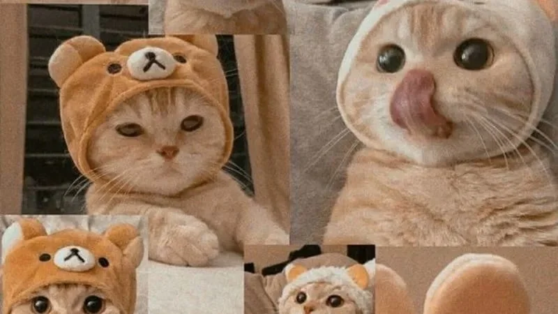 Gợi ý meme dễ thương, siêu đáng yêu (5)