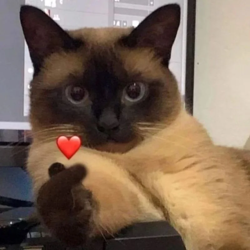 Trọn bộ ảnh Meme Mèo hài hước – Cat Meme bựa nhất (hình gốc)