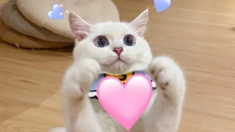 Gợi ý meme dễ thương, siêu đáng yêu