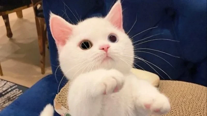 Gợi ý meme dễ thương, siêu đáng yêu (4)