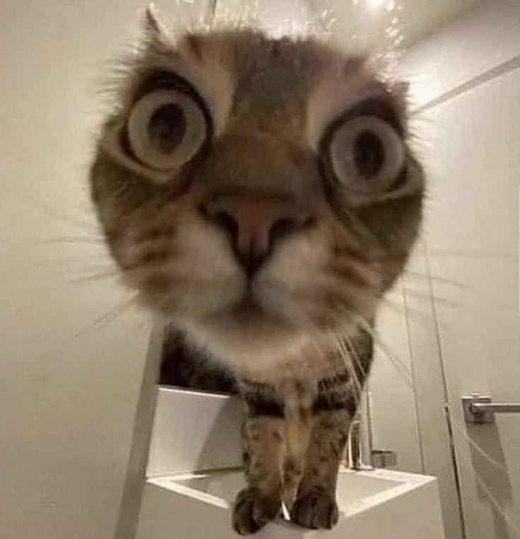 Ảnh Mèo Meme Siêu Hài Hước: Nguồn Cười Bất Tận (Click để xem ngay!)
