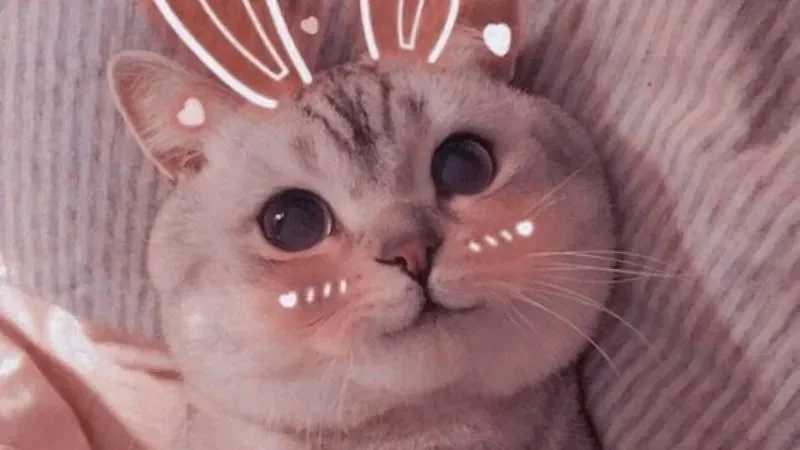 Gợi ý meme dễ thương, siêu đáng yêu (7)