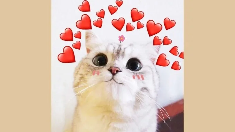 Gợi ý meme dễ thương, siêu đáng yêu (2)