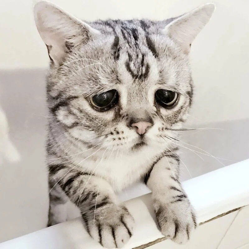 101 ảnh meme mèo khóc hài hước, chất lượng cao, tải miễn phí