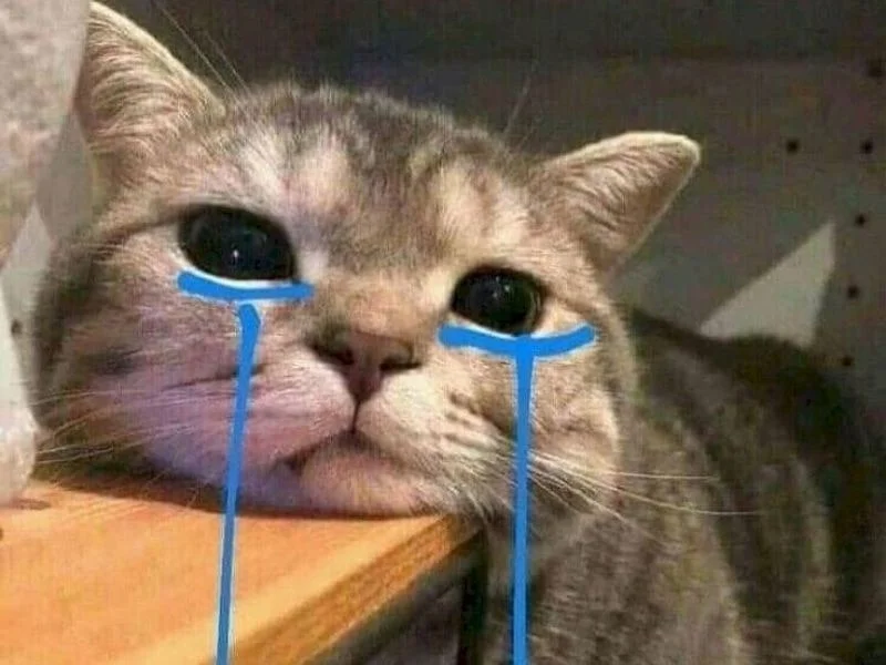 Meme mèo khóc cute (2)