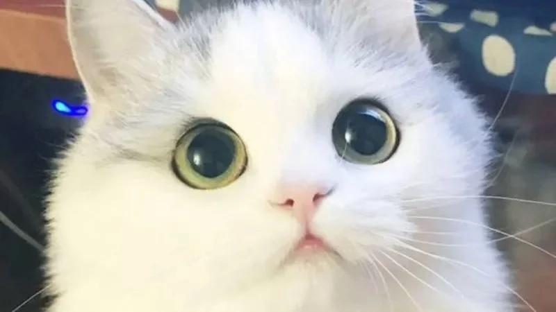 Gợi ý meme dễ thương, siêu đáng yêu (6)