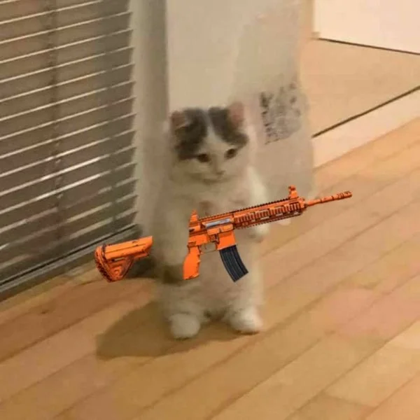 Khám phá ảnh mèo cute meme đáng yêu để thư giãn mỗi ngày