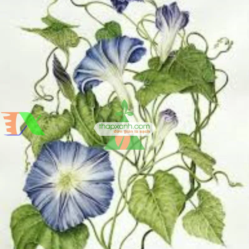 Hạt giống hoa Bìm Bìm trắng (2)