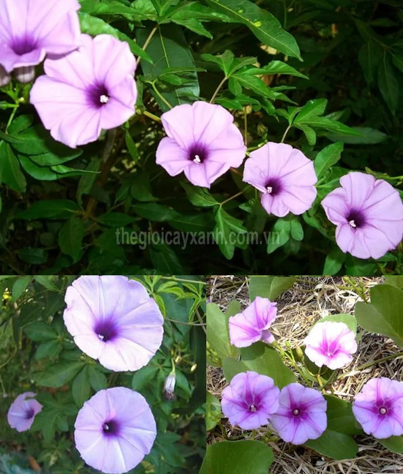 hoa bìm bìm: gợi ý số 14
