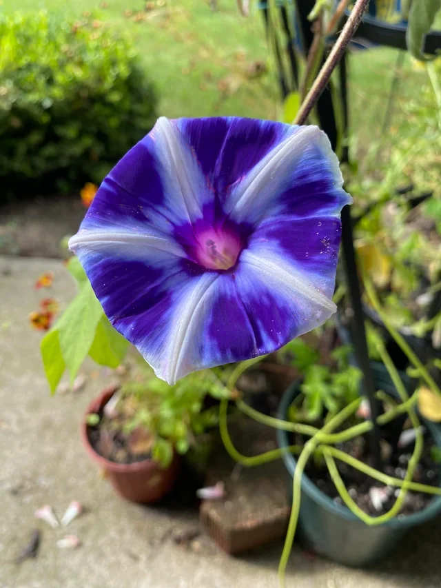 Hoa bìm bìm Nhật Bản của tôi : r/gardening