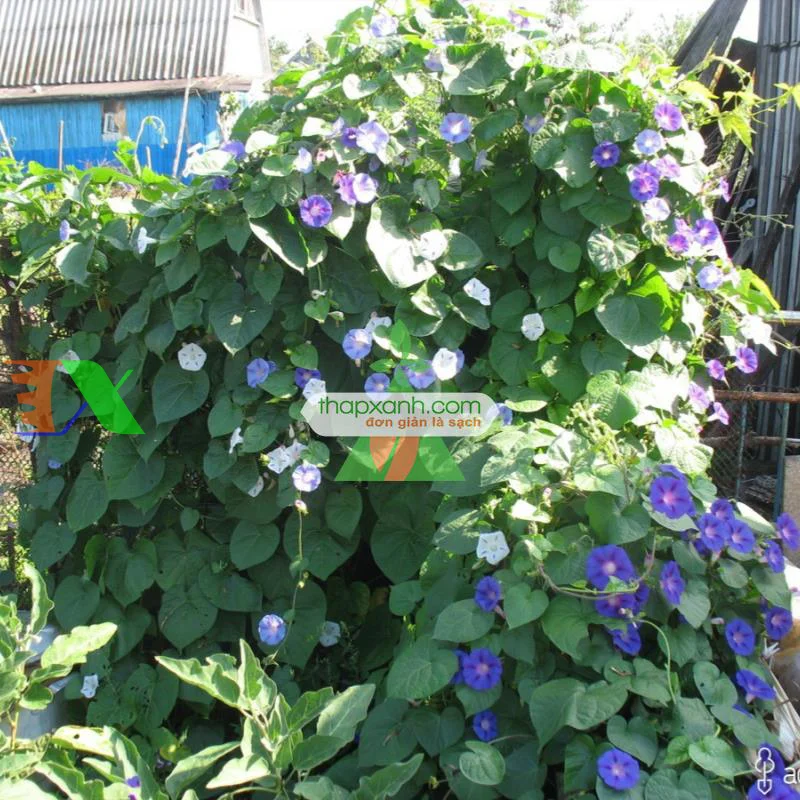 Hạt giống hoa Bìm Bìm tím (2)