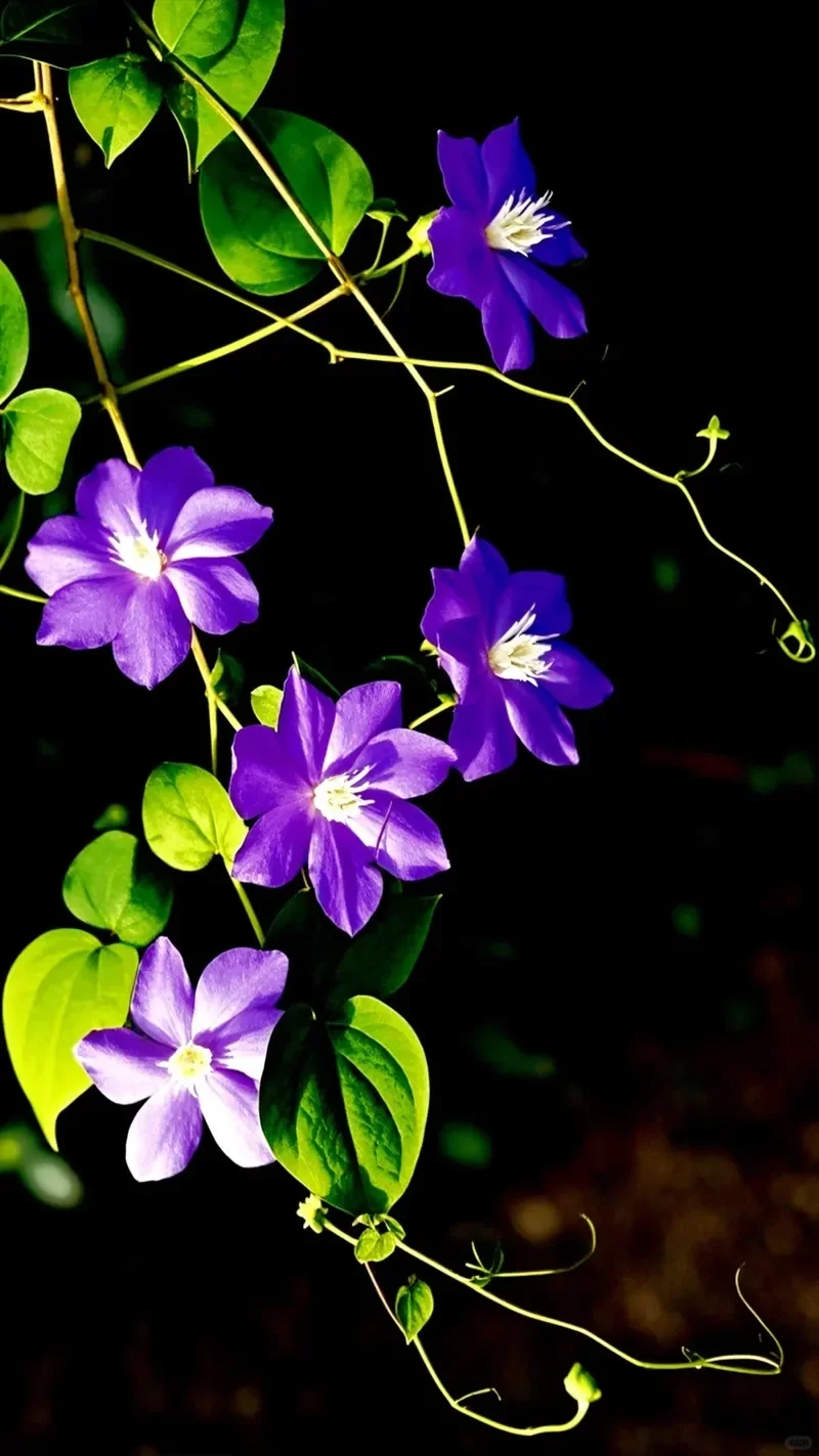 Hình ảnh hoa bìm bìm nổi bật buổi sớm