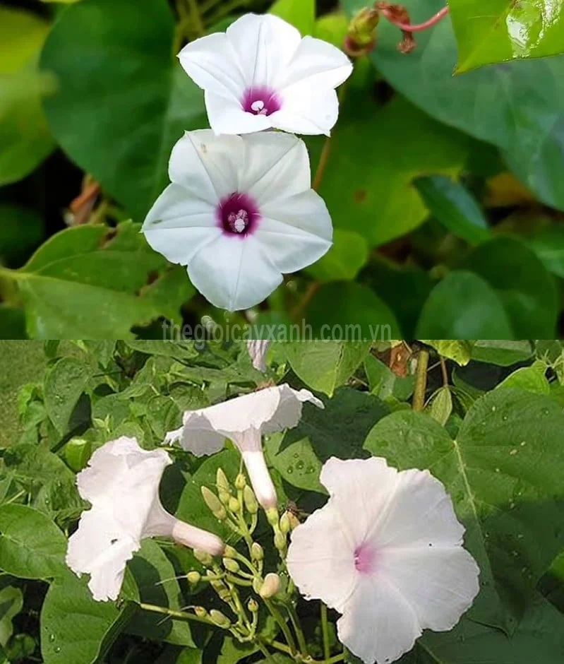 Bộ ảnh hoa bìm bìm, tấm 16
