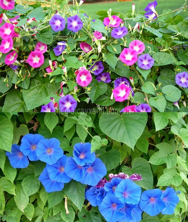 hoa bìm bìm: gợi ý số 14