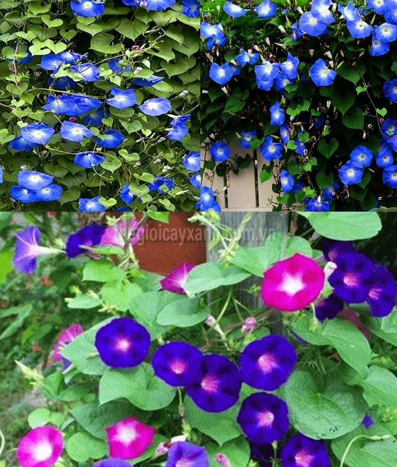 Mẫu hoa bìm bìm thứ 15