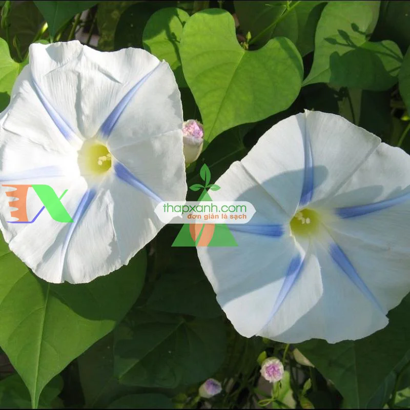 Hạt giống hoa Bìm Bìm trắng (2)