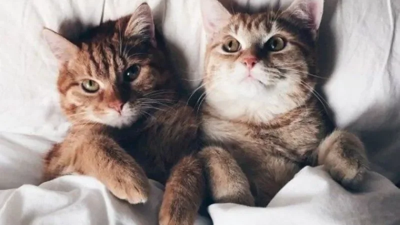 199+ meme ảnh mèo cute trái tim, ngầu, dễ thương, ngộ nghĩnh - ảnh mèo cặp đôi - hình 6