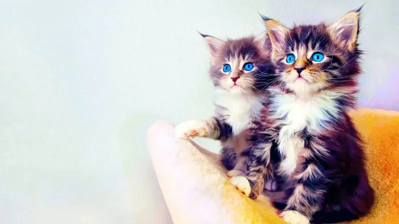 199+ meme ảnh mèo cute trái tim, ngầu, dễ thương, ngộ nghĩnh - ảnh mèo cặp đôi - hình 7
