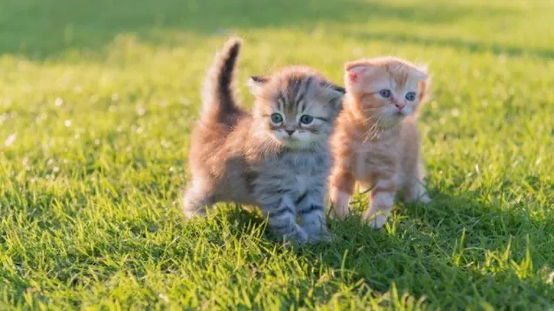 199+ meme ảnh mèo cute trái tim, ngầu, dễ thương, ngộ nghĩnh - ảnh mèo cặp đôi - hình 9