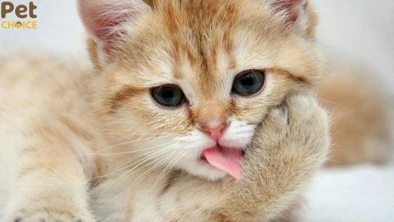 Tổng hợp 100+ hình ảnh mèo cute dễ thương và đáng yêu – petchoice