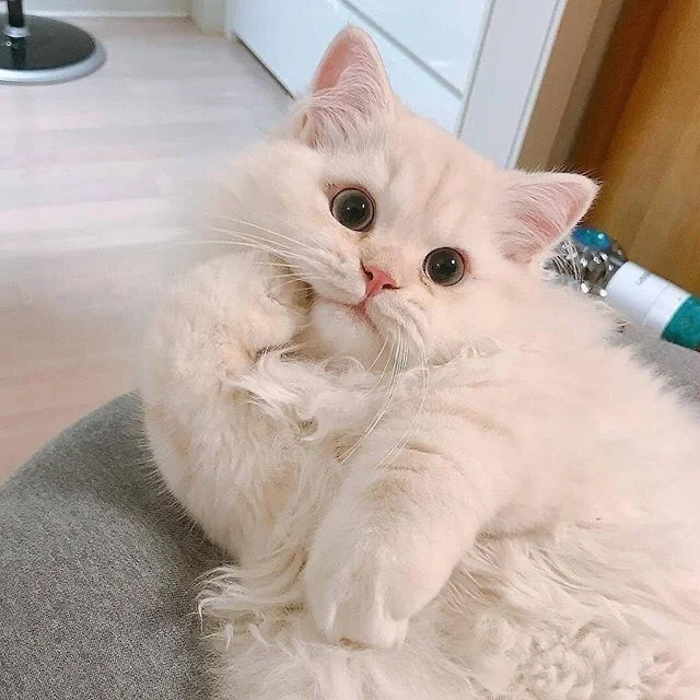 TỔNG HỢP HÌNH ẢNH VỀ NHỮNG BÉ MÈO DỄ THƯƠNG NHẤT