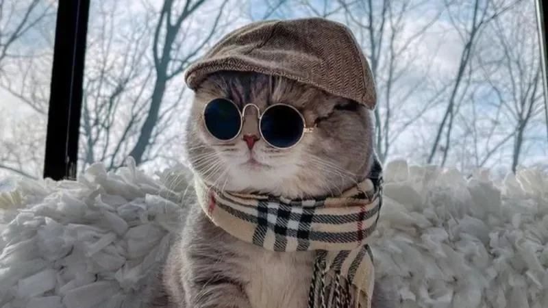 Ảnh mèo cool ngầu - hình 1