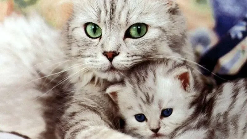 199+ meme ảnh mèo cute trái tim, ngầu, dễ thương, ngộ nghĩnh - ảnh mèo cặp đôi - hình 4