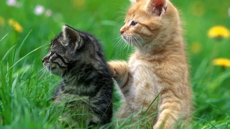 199+ meme ảnh mèo cute trái tim, ngầu, dễ thương, ngộ nghĩnh - ảnh mèo cặp đôi - hình 10