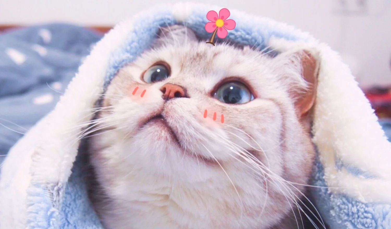 Chú mèo mắt xanh siêu đáng yêu
