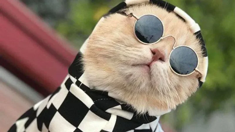 199+ meme ảnh mèo cute trái tim, ngầu, dễ thương, ngộ nghĩnh - ảnh mèo đeo kính ấn tượng - hình 5