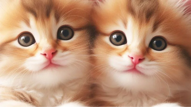 199+ meme ảnh mèo cute trái tim, ngầu, dễ thương, ngộ nghĩnh - ảnh mèo cặp đôi - hình 1