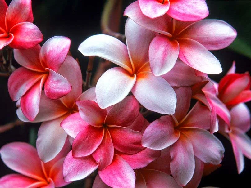 Avatar mặc định với cụm hoa sứ màu hồng trắng nở rộ trên nền tối