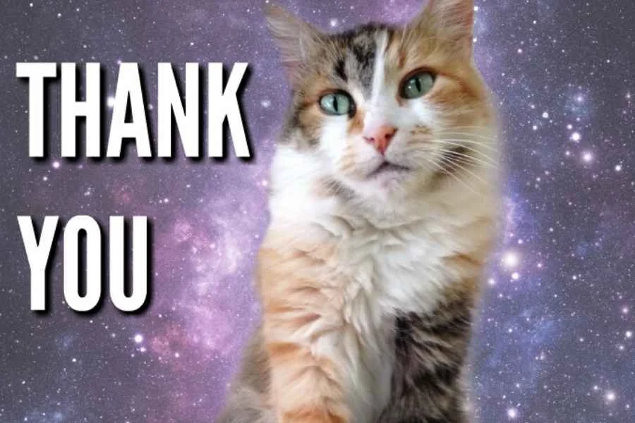 56 Cute Cat Thank You Memes