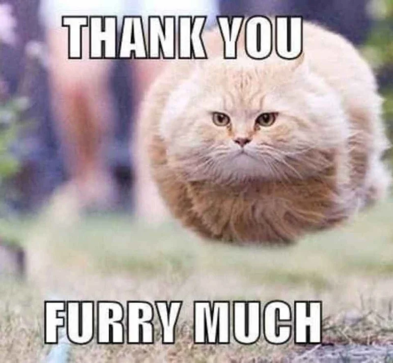 Tổng hợp những meme thank you thịnh hành để bạn tương tác trên mạng xã hội cực vui nhộn
