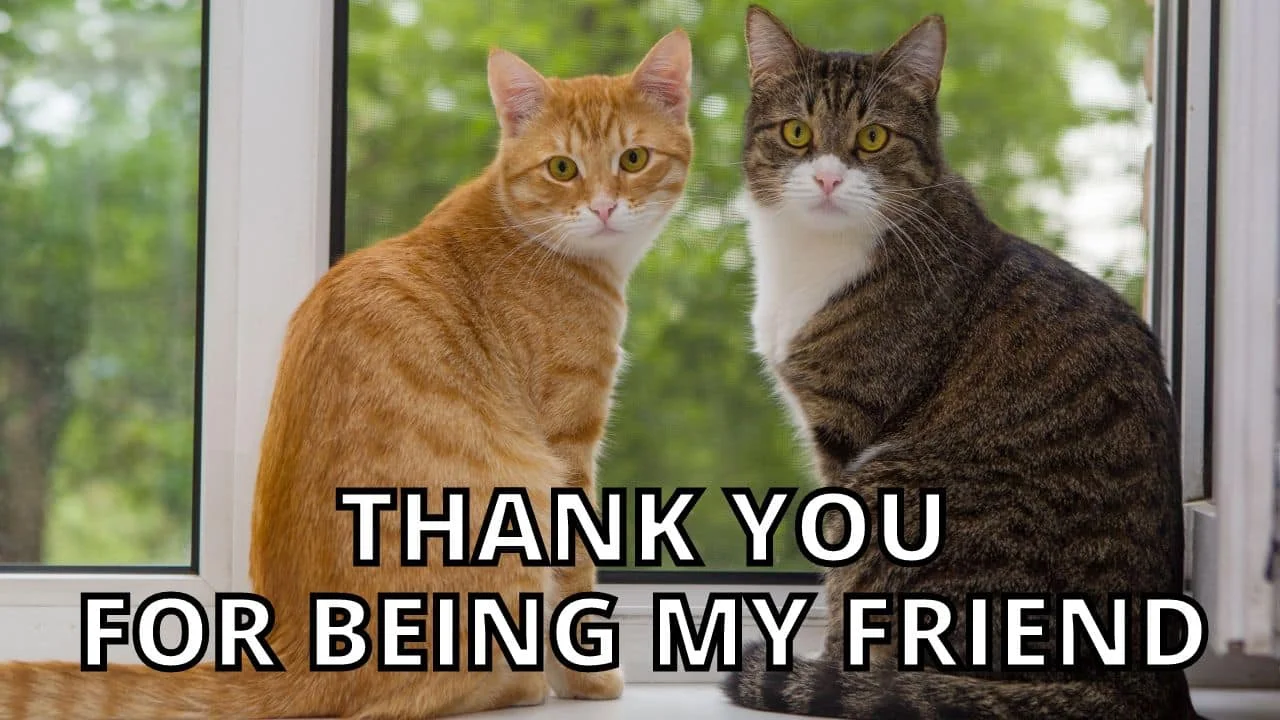 33 of the Cutest Thank You Memes and Puns. Get Ready to Smile