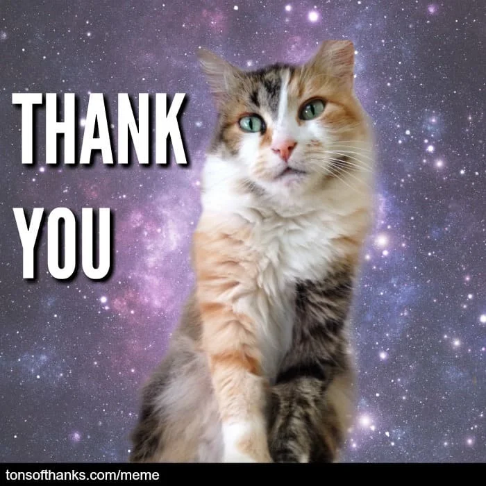 56 Cute Cat Thank You Memes