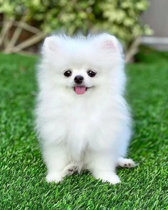 Bộ ảnh đại diện chó đáng yêu