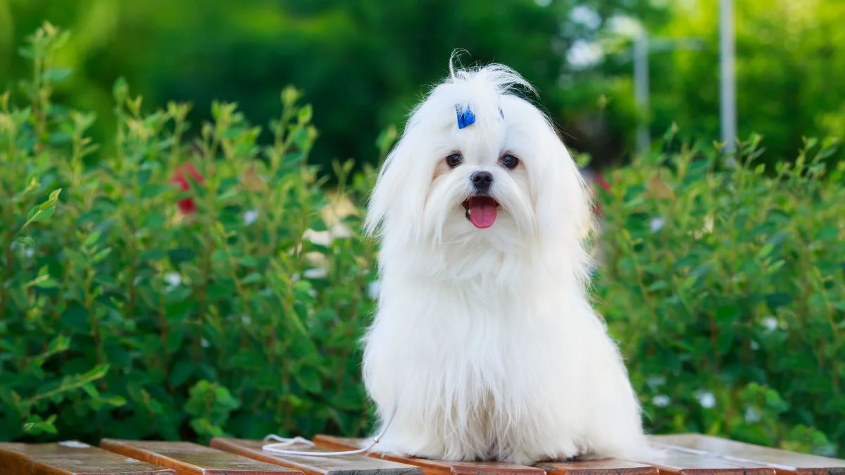 Ảnh chó cute