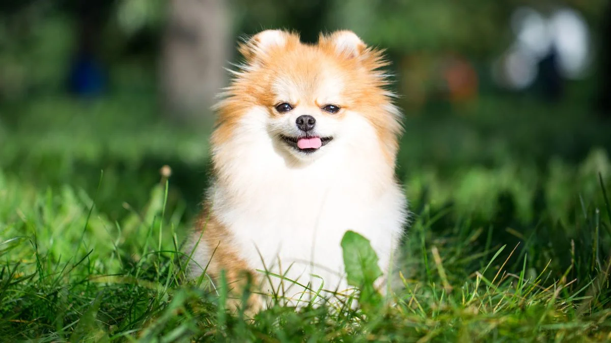 Ảnh chó độc đáo