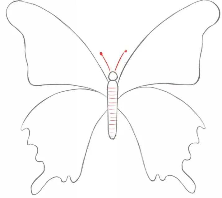 Bước 1: Vẽ đầu và thân bướm