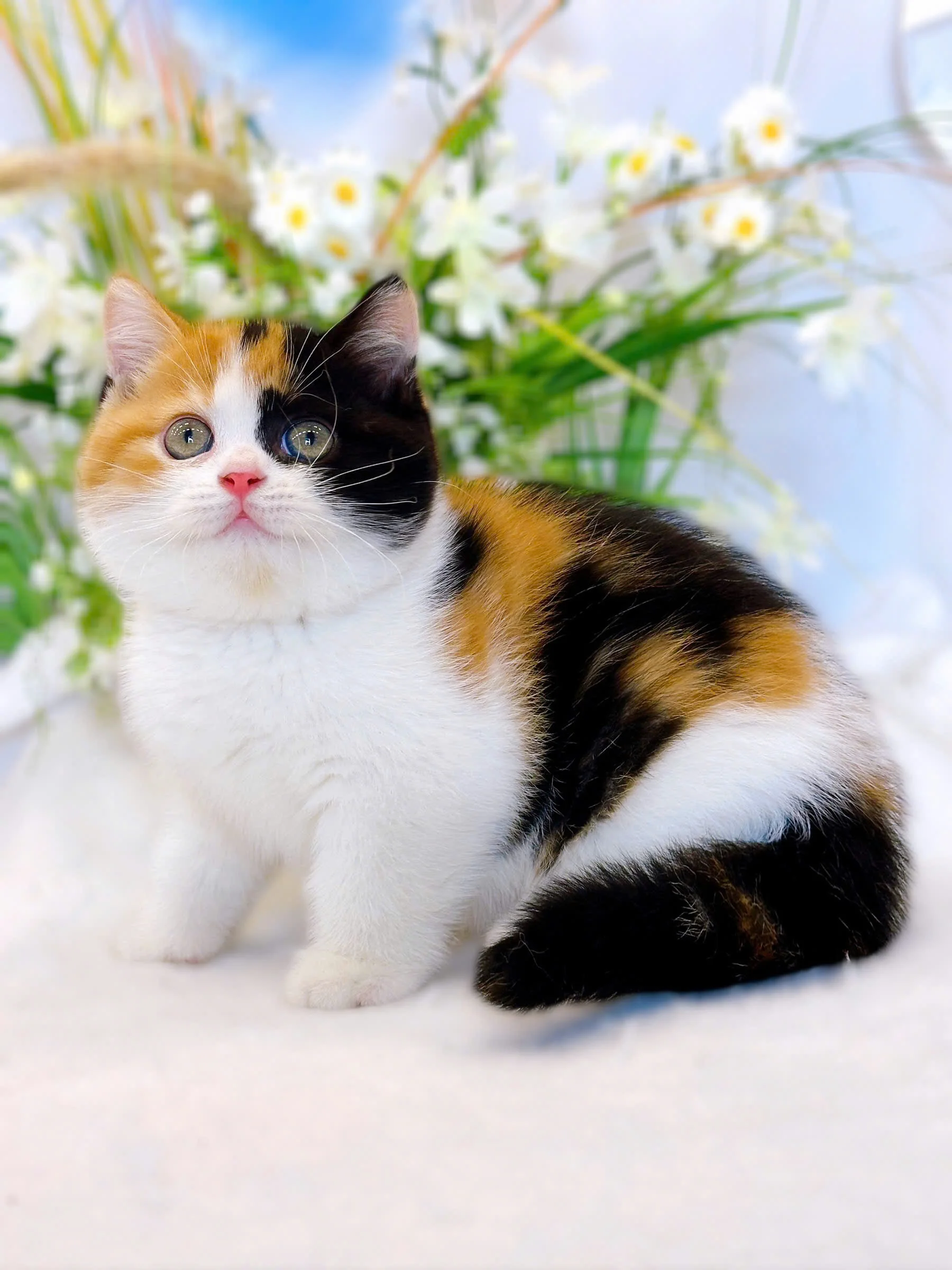 Mèo tam thể đáng yêu ngồi giữa những bông hoa