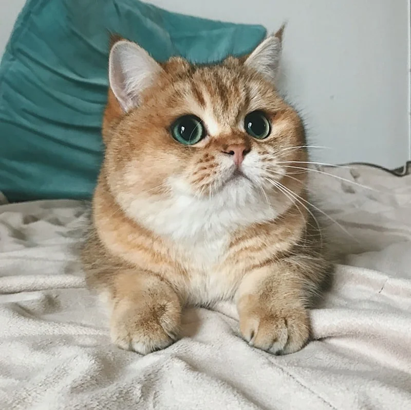Hình ảnh mèo tam thể đẹp