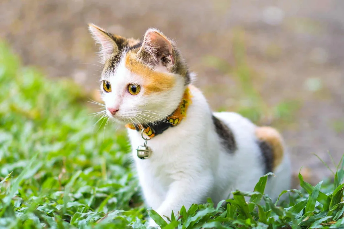 Mèo tam thể đeo vòng cổ trên bãi cỏ