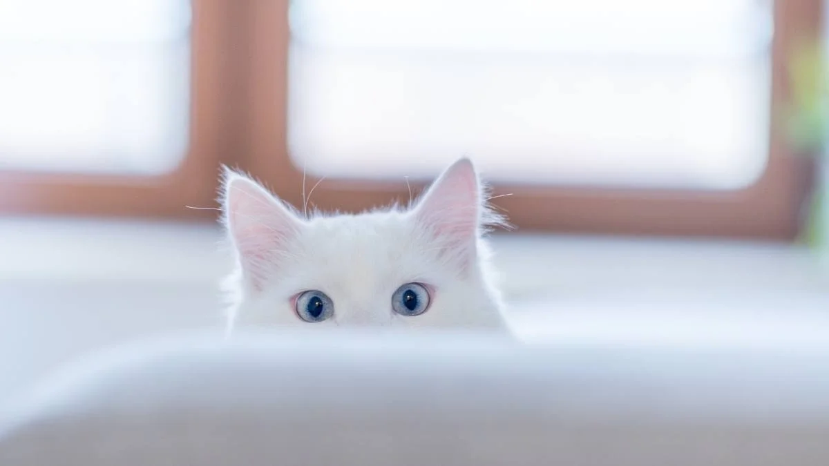 Hình nền mèo 3D cute (2)
