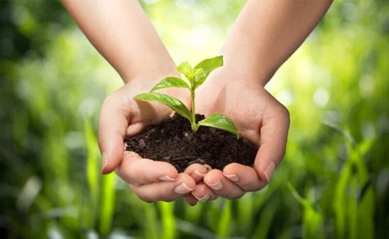 Người dân trồng rừng ở vùng đồi núi