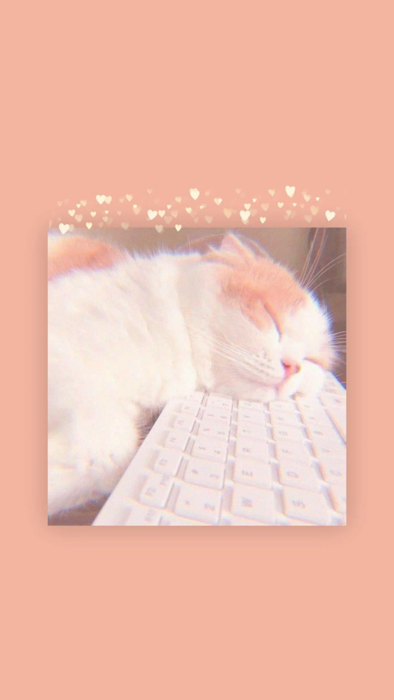 Hình nền bàn phím cute với chú mèo nằm ngủ